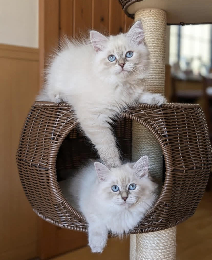Hypoallergenic Siberian kitten