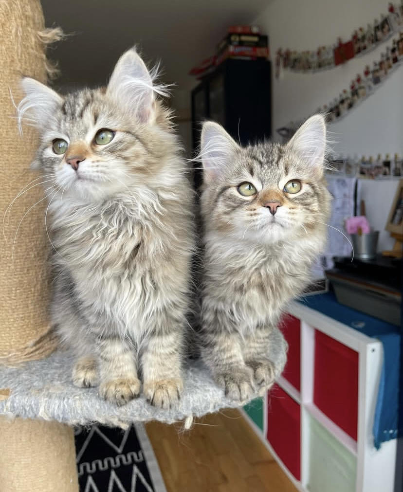 Siberian kittens in cozy home environment