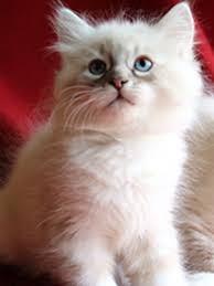 Purebred Siberian kitten playing