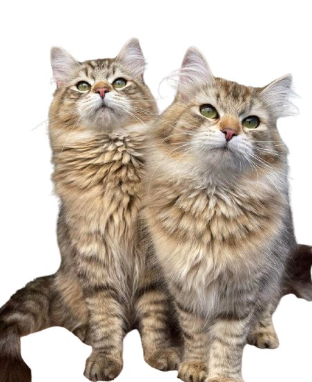 Hypoallergenic Siberian kitten resting on a cushion