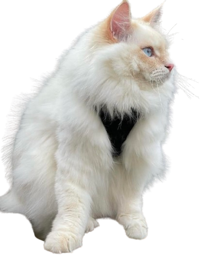 Happy Siberian kittens playing